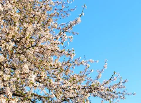 Blooming herry tree in the spring. Stock Photos
