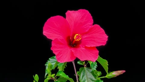 Blooming hibiscus Video stock 310114915