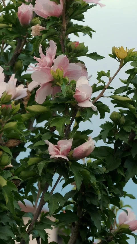 Blooming hibiscus tree with numerous pink flowers against a backdrop of blue sky Stock Footage 310113309