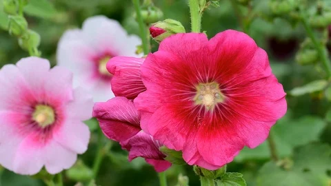 Blooming Hollyhocks Alcea in summer Stock-Footage 100452771