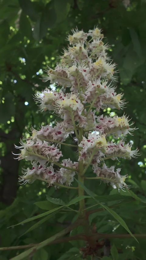 Blooming Horse Chestnut tree covered with inflorescences of beautiful small Stock Footage 337447364