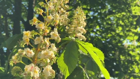 Blooming horse chestnut tree in spring Stock Footage 343593846