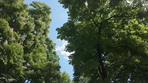 Blooming horse chestnut trees with white flower spikes against blue sky Stock Footage 336404555