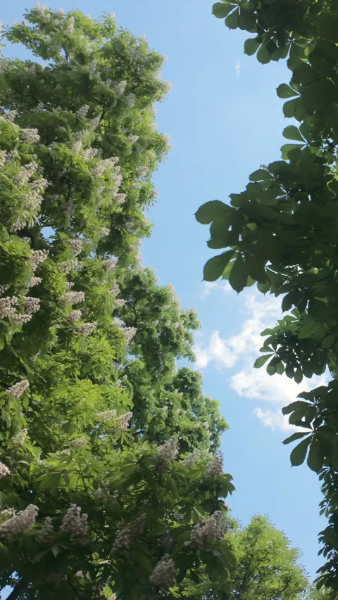 Blooming horse chestnut trees with white flower spikes against blue sky Stock Footage 338134406