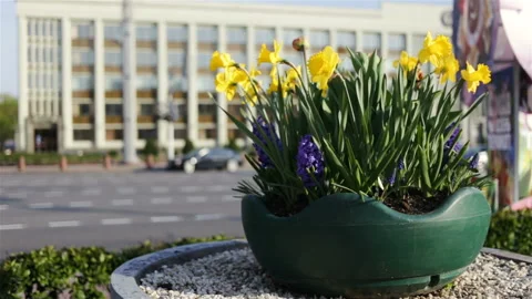 Blooming hyacinths and daffodils on the background of the roadway. On a wide mul Stock Footage 100643191