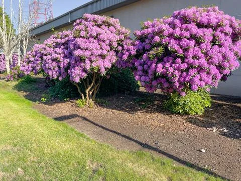 A blooming hydrangea along the wall of the house. 写真素材