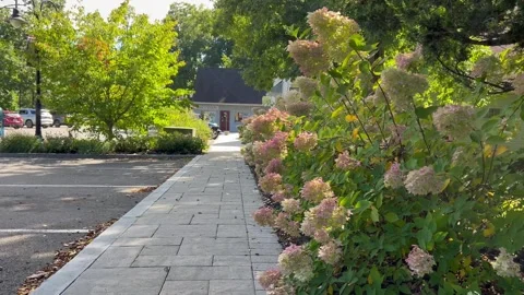Blooming Hydrangea Bushes Along Stone Walkway in Park Vídeos de archivo 346092209