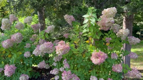 Blooming Hydrangea Bushes Blowing Gently in Garden Breeze Vídeos de archivo 346092196