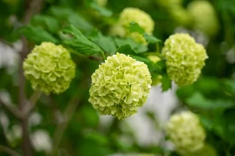 Blooming hydrangea close-up, large green round buds, green flowers Stock Photos