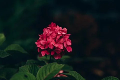 Blooming Hydrangea close-up Lush flowering pink Hortensia and green leaves Foto stock