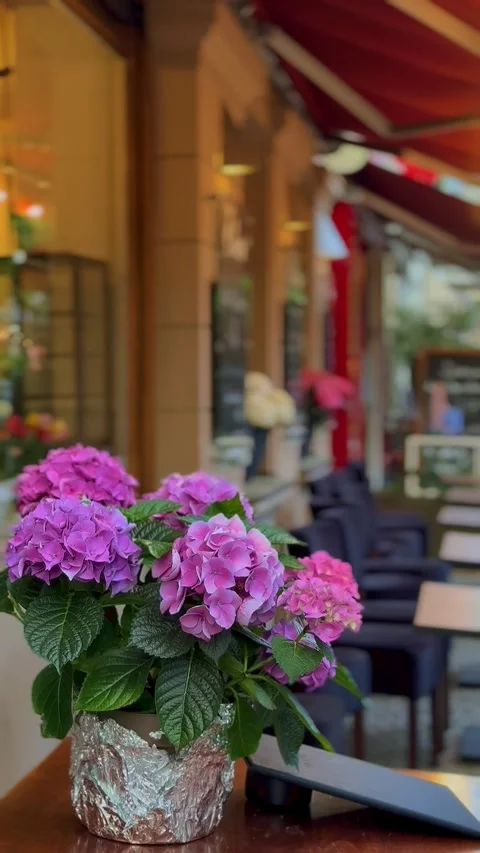 Blooming hydrangea at cozy street cafe Видео 335473321