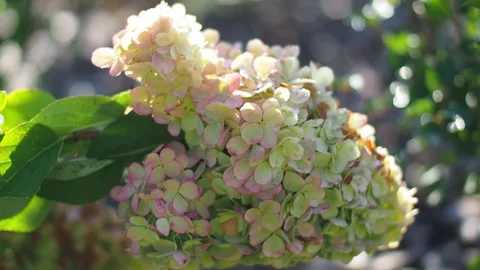 Blooming hydrangea flowers in a garden and green leaves Stock Footage 254140603