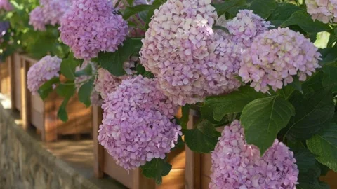 Blooming hydrangea flowers in natural garden. Perfect stock footage for themes Stock Footage 317318399