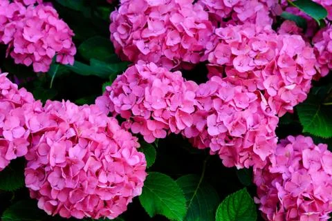 Blooming Hydrangea flowers Stock Photos