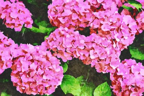Blooming Hydrangea flowers Stock Photos