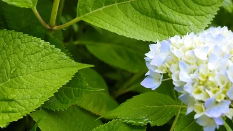 Blooming hydrangea in the garden. Stock Footage 87279103