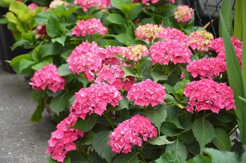 Blooming Hydrangea macrophylla bushes, close up Stock Photos