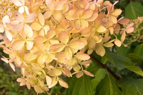 Blooming hydrangea paniculata, close-up. Flower buds of panicled hortensia.. Foto stock