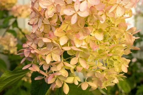 Blooming hydrangea paniculata, close-up. Pink and white flowers of panicled Foto stock