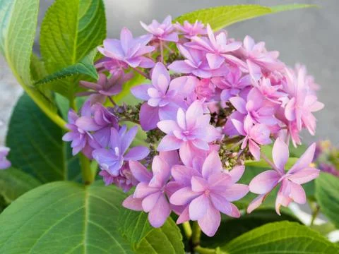Blooming Hydrangea paniculata or Panicled hydrangea. Pink flowers with green  Stock Photos