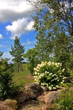Blooming hydrangea in the park Stock Photos