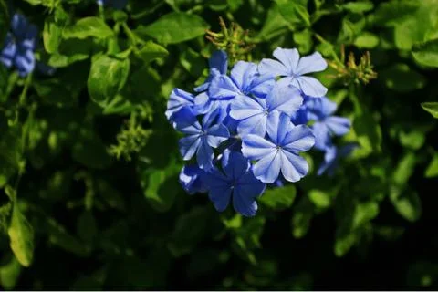 Blooming Hydrangea Stock Photos