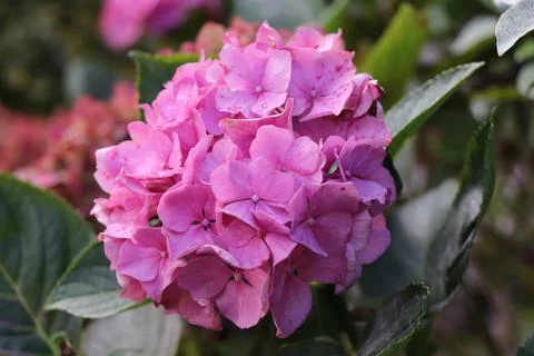 Blooming hydrangea Foto stock