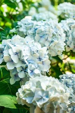 Blooming hydrangea plant 스톡 사진
