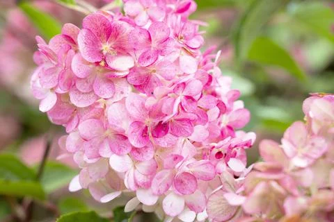 Blooming hydrangea. Selective focus. Pink flowering hortensia. Beautiful larg Stock-Fotos