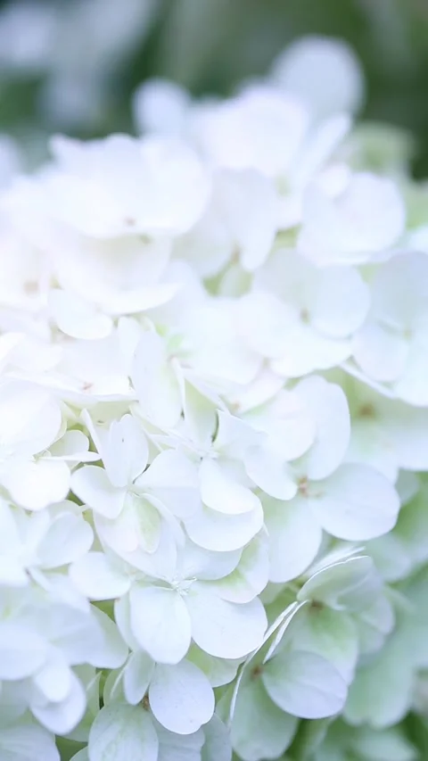A blooming hydrangea sways in the wind Stock Footage 211368642
