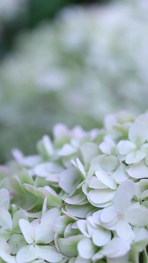 A blooming hydrangea sways in the wind Stock Footage 211368654