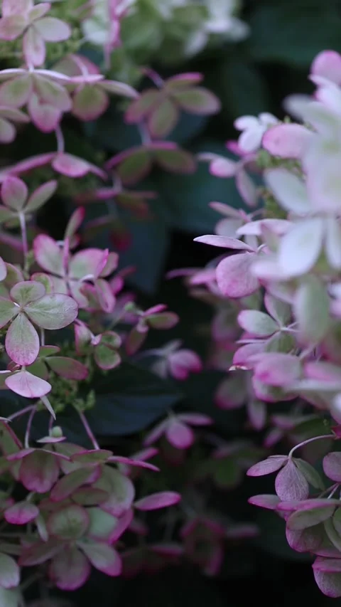 A blooming hydrangea sways in the wind Stock Footage 211368675
