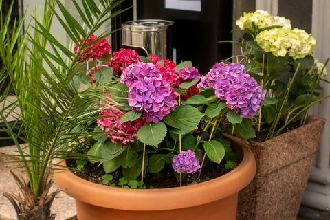 Blooming Hydrangea In Terracotta Pot Stock Photos