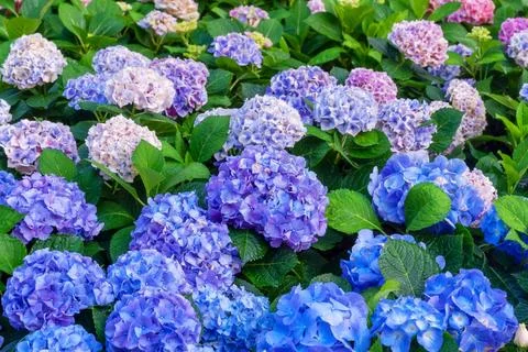 Blooming Hydrangeas flowers Stock Photos