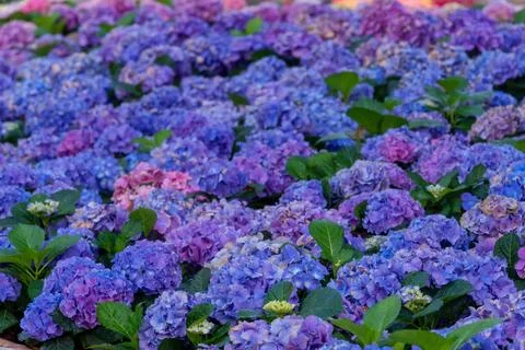 Blooming Hydrangeas flowers Stock Photos