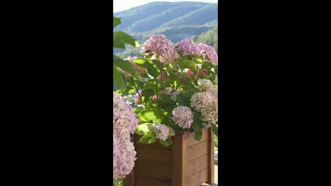 Blooming hydrangeas with hills in background. Ideal for concepts of nature Stock Footage 317317029