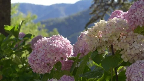 Blooming hydrangeas with hills in background. Ideal for concepts of nature Stock Footage 317317634