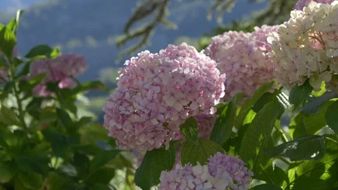 Blooming hydrangeas with hills in background. Ideal for concepts of nature Stock Footage 317323138
