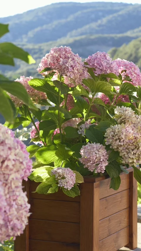 Blooming hydrangeas with hills in background. Ideal for concepts of nature Video stock 318069039