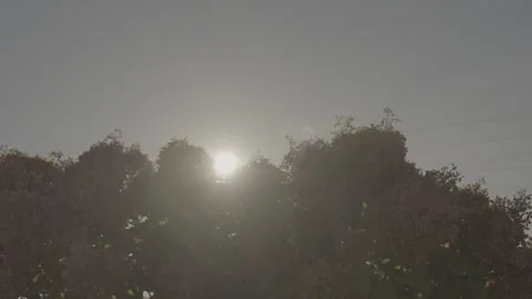 Blooming hydrangeas with a soft background and sunlight.mp4 Stock Footage 316301518