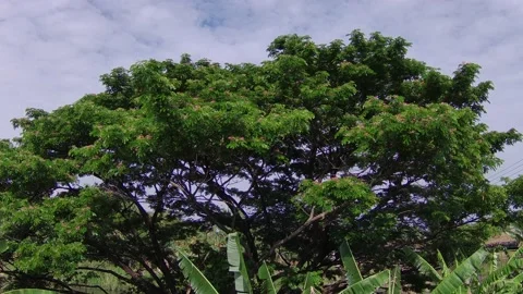Blooming Indonesian Rain Tree Stock Footage 208772009