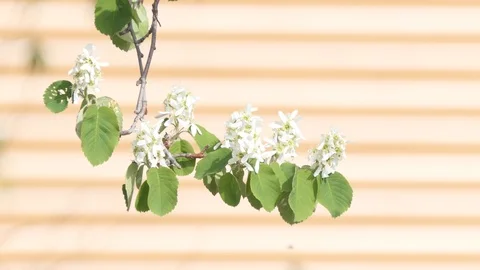 Blooming Irga (Amelanchier) Stock-Footage 108590059