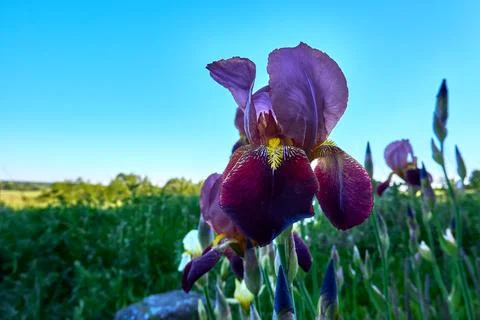 Blooming iris close-up Stock Photos