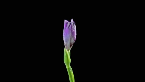 Blooming iris flower on a black background Stock Footage 104610346
