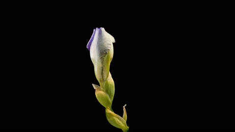 Blooming iris flower on a black background Stock Footage 104615805