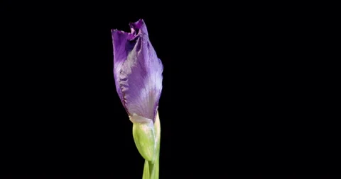 Blooming iris flower on a black background Stock Footage 107265617