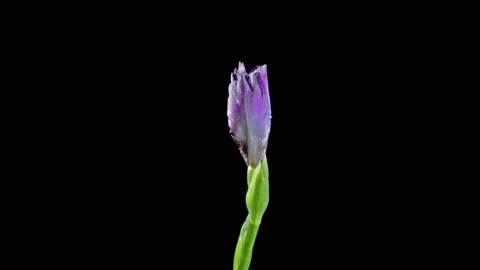 Blooming iris flower on a black background 스톡 동영상 107292170