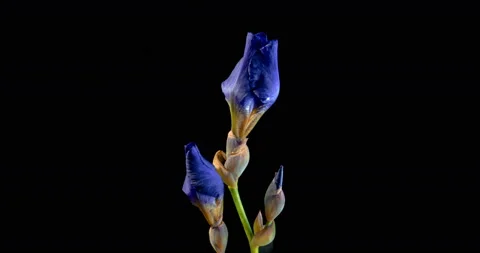 Blooming iris flower on a black background Stock Footage 116687120