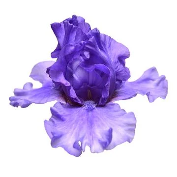 Blooming iris flower isolated on white background. Summer. Spring. Flat lay.. Stock Photos