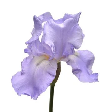 Blooming iris flower isolated on white background. Summer. Spring. Flat lay.. Stock Photos